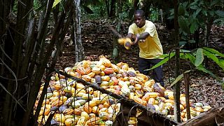 Ghana to raise cocoa farmgate prices by 5.2%