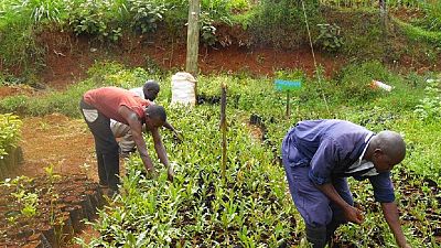 Kenyan farmers make use of biogas