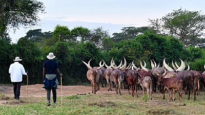 Africa's cattle: Ugandan certificates, Malagasy trackers, Nigerian clashes