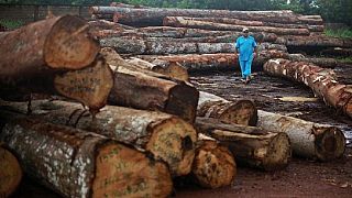 Gabon recovers 200 containers of rare hardwood