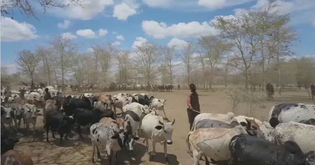 Uganda's pastoralists squeezed by climate change, negative government ...