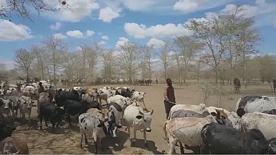 Uganda's pastoralists squeezed by climate change, negative government policy