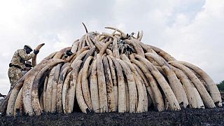Singapore announces 2021 ban on domestic elephant ivory trade