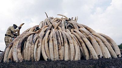 Singapore announces 2021 ban on domestic elephant ivory trade