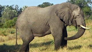 Journée mondiale de l'éléphant : haro sur le traumatisme des pachydermes