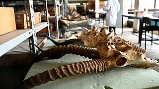 Le Kenya conserve le fossile d'un grand prédateur d'Afrique