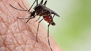 Ouganda : hausse record du paludisme