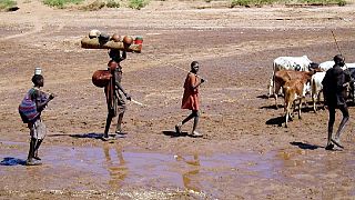 Dilemma of Ugandan pastoralists: Climate change vs. govt policy