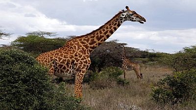 Giraffes 'stroll' towards global protection amid extinction fears