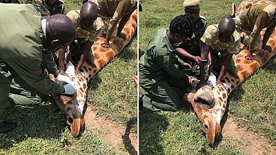 Kenya social media outrage saves giraffe with bone tumour