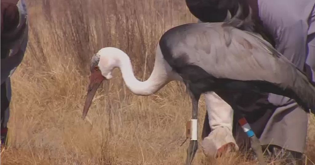 Sauver La Population De Grues En Voie De Disparition En