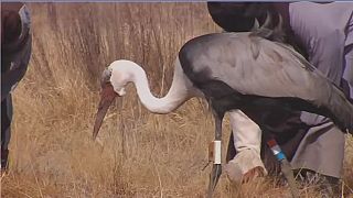 South Africa's endangered crane population on the rise