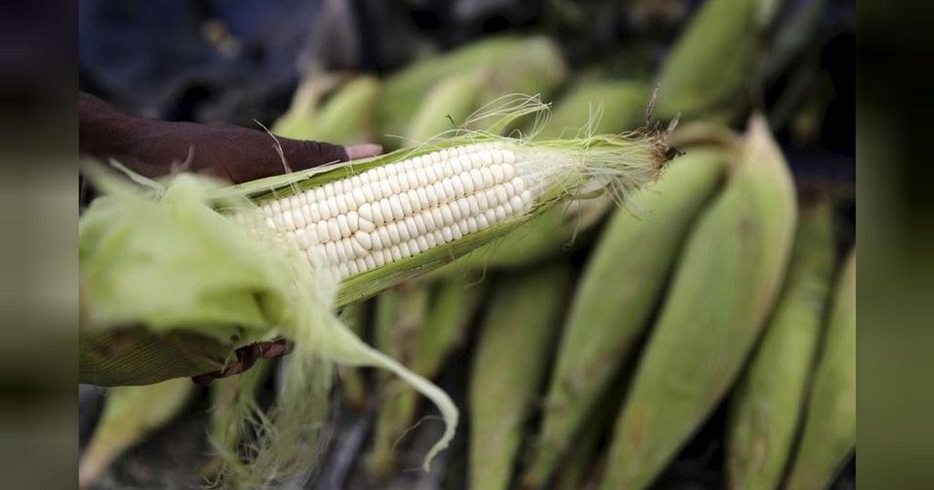 Zambia introduces maize price cap to make it affordable Africanews