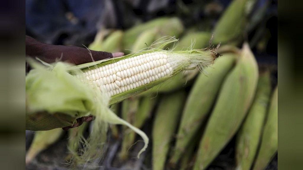 Zambia introduces maize price cap to make it affordable Africanews