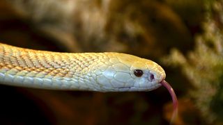 Un cobra en fuite, psychose dans une ville allemande