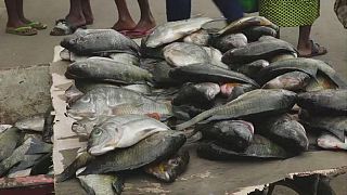 [CORRECTION] Gabon : l'interdiction de pêcher et de vendre des carpes est maintenue