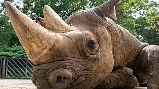 Scientists fertilize eggs of endangered Rhino only found in Kenya