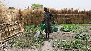 South Sudanese return to agriculture after years of war destroyed their farms