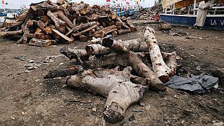 RDC : inquiétude autour du pillage d'un bois menacé d'extinction