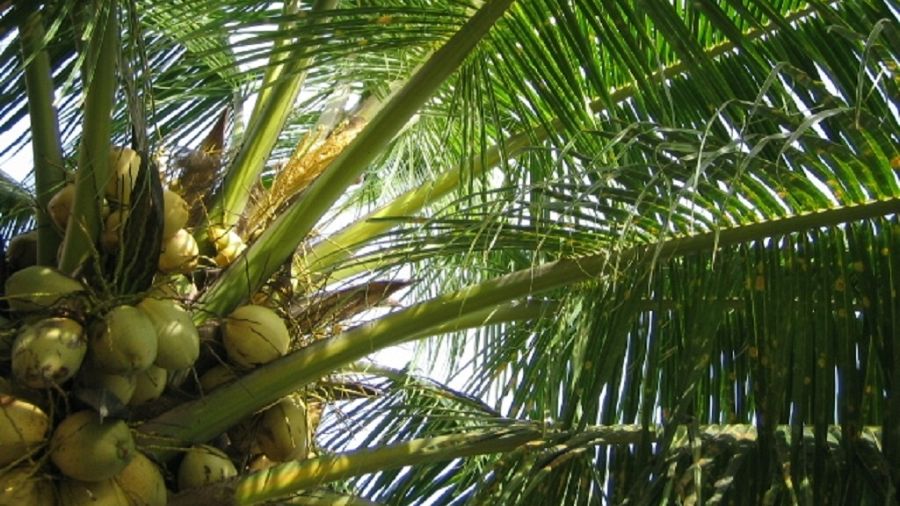 Nigeria : La filière noix de coco continue de progresser. Les