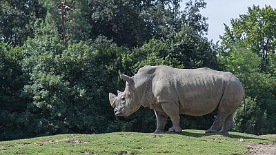 Rhinocéros blanc du Nord : sauvetage in extremis