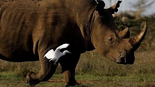 Success: Northern White Rhino embryos created