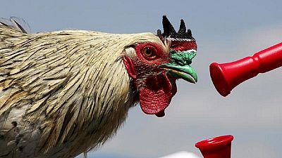 Ethiopian cock slaughtered for swallowing gold earrings