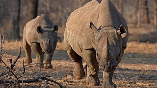 South Africa to redouble work with communities in conserving Rhinos