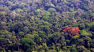 Déforestation : le Gabon, 1er pays africain récompensé pour ses efforts
