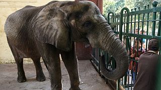 Mort du dernier éléphant d'Afrique au zoo de Guizeh