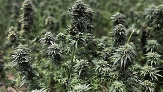 Moroccco takes up foreign marijuana hybrids