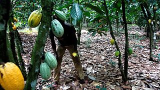 Nigeria inspired by Ghana, Ivory Coast cocoa premium deal