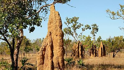 Kenya : un homme tue son voisin à cause des termites