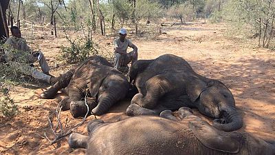 Botswana : près de 90 éléphants massacrés en un temps record