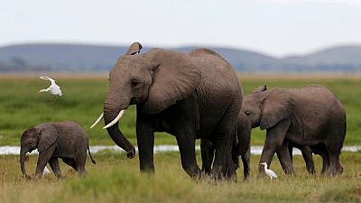 Natural park to zoos: Zimbabwe sends 30 baby elephants to China