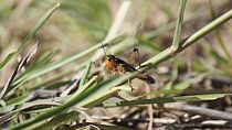 Insect concerns: Ethiopia battles locusts, Malawi fights tsetse flies