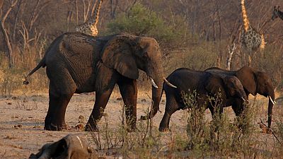 Zimbabwe : 200 éléphants tués par la sécheresse