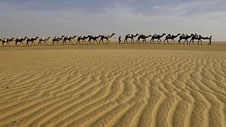 Sahara occidental : élévage de dromadaires "à l'ancienne"
