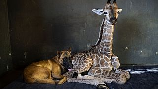 Dog adopts abandoned giraffe