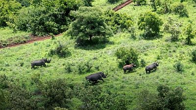 Botswana risks losing all rhinos at current poaching rates