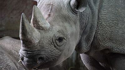Tanzanie : la doyenne des rhinos noirs, morte à 57 ans