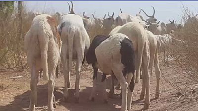 Nigeria : vaccination de masse pour protéger le bétail des maladies endémiques