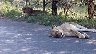 Afrique du Sud : 189 euros d'amende pour observation « dangereuse » d'un lion