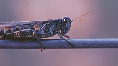 Kenya struggling to contain locust storm