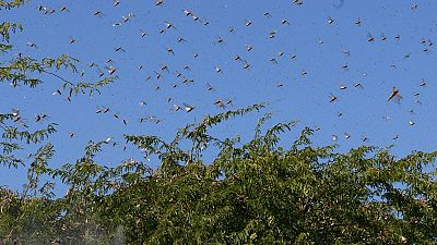 East African nations hit by swarm invasion: Ethiopia, Kenya, Somalia