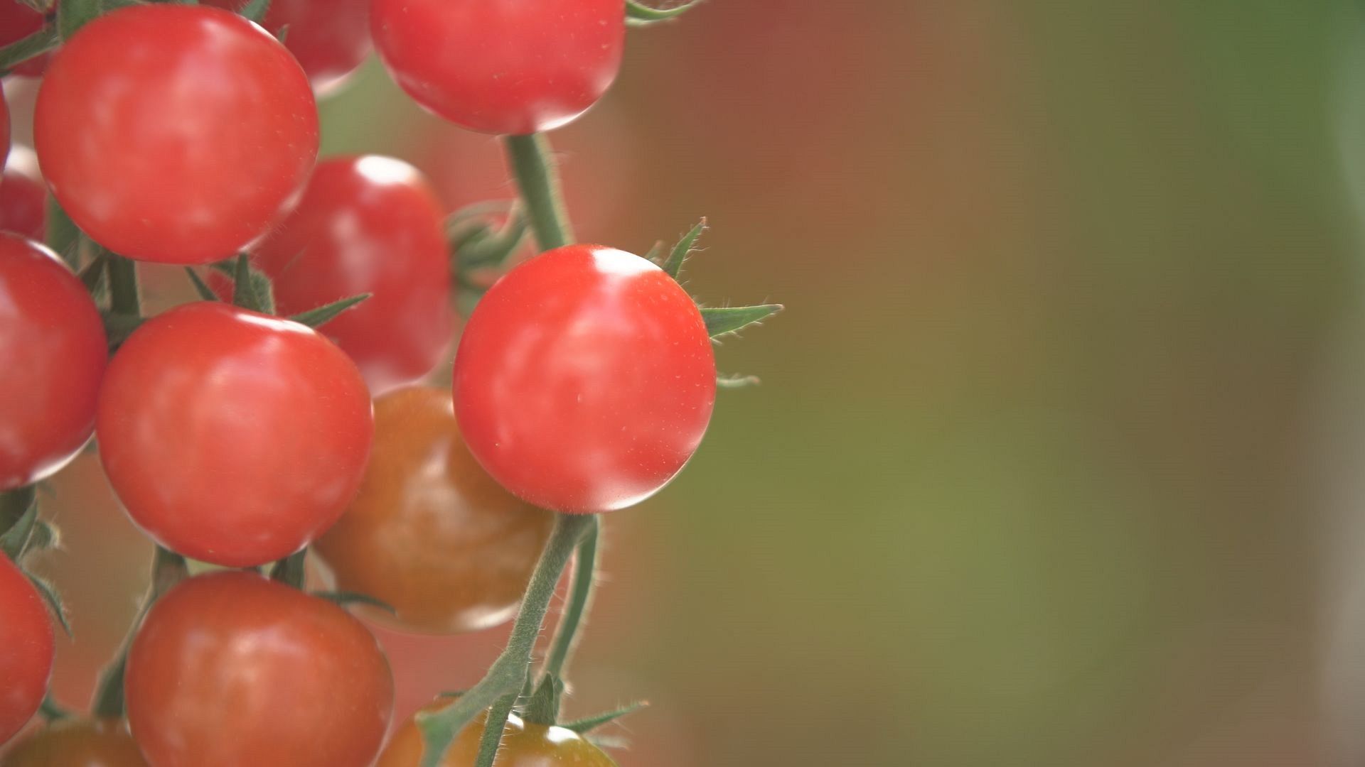 The sustainable farming methods helping farmers earn a fair income