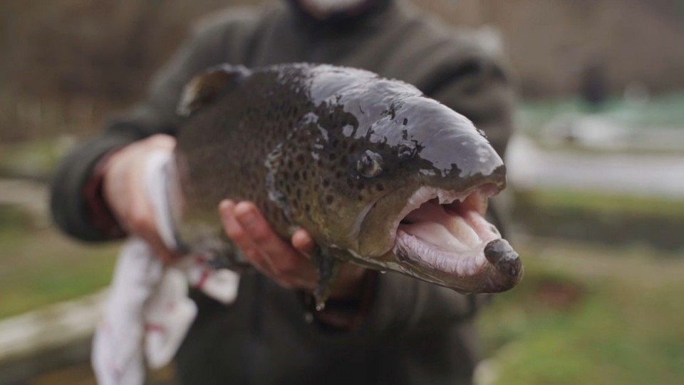 European producers are making pollution-free aquaculture a successful business