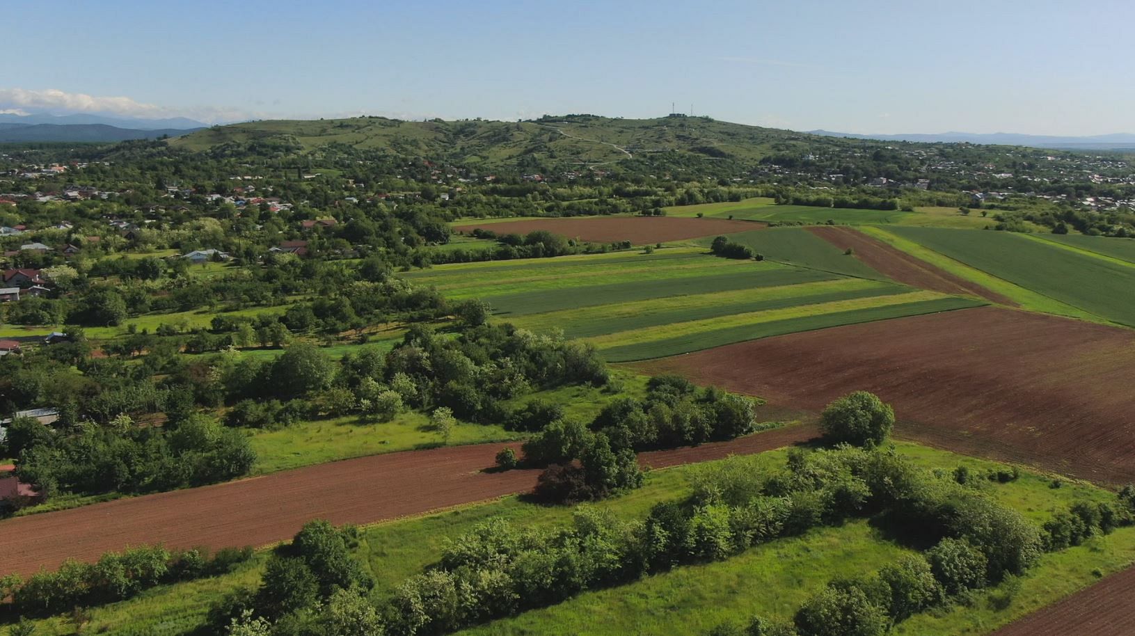 Bees, the workers helping to create a sweet sustainability in Europe