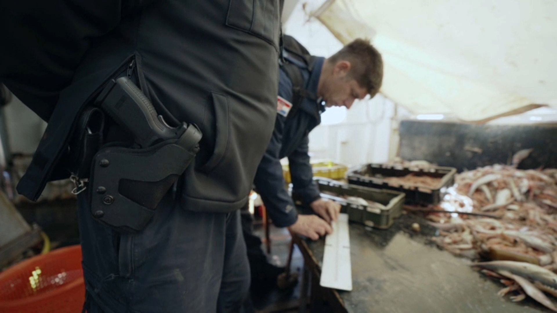 Protecting the sea gives glimmer of hope to fish stocks in the Adriatic