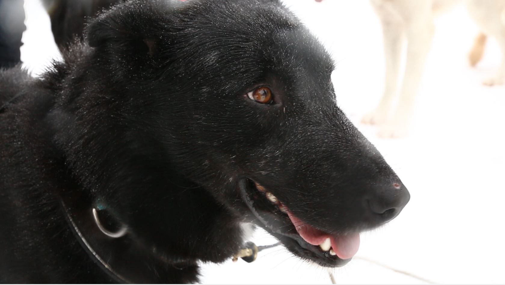 To ski or not to ski? How mountain resorts are using climate data to adapt